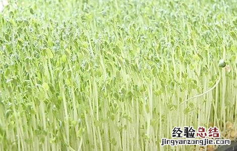 一年四季可以种的蔬菜阳台 一年四季可以种的蔬菜