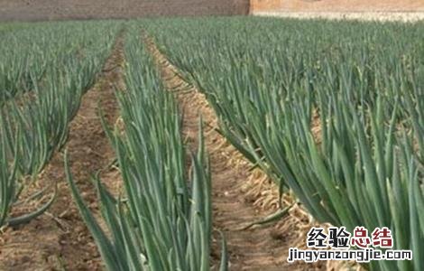 一年四季可以种的蔬菜阳台 一年四季可以种的蔬菜