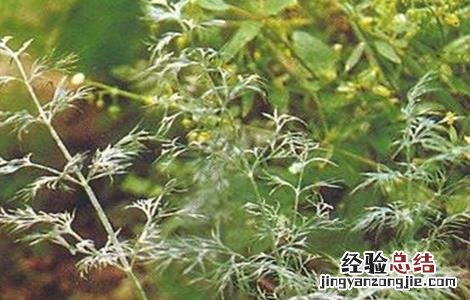 茴香常见病害的防治方法 小茴香病害防治疗方法