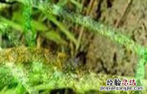 茴香常见病害的防治方法 小茴香病害防治疗方法