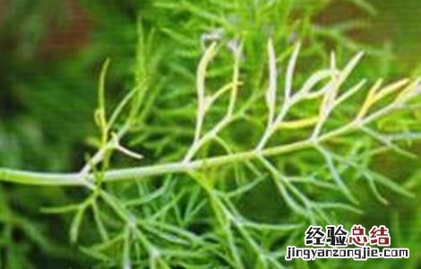 茴香常见病害的防治方法 小茴香病害防治疗方法