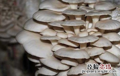平菇种植的注意事项 平菇栽培过程中应注意哪些事项