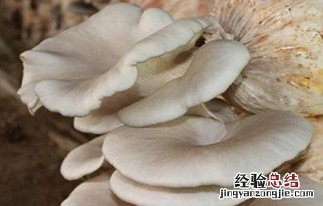 平菇种植的注意事项 平菇栽培过程中应注意哪些事项