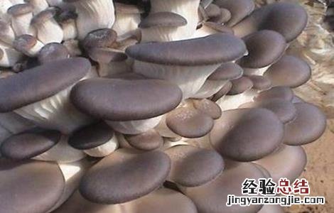平菇种植的注意事项 平菇栽培过程中应注意哪些事项