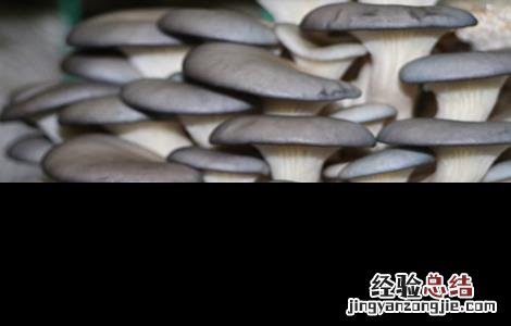 平菇种植的注意事项 平菇栽培过程中应注意哪些事项