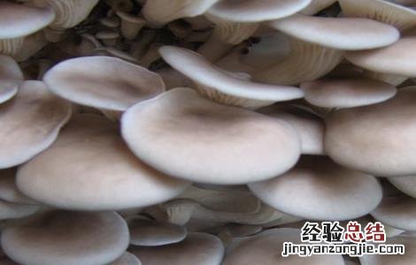 平菇种植的注意事项 平菇栽培过程中应注意哪些事项