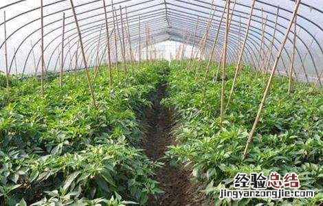 反季节大棚蔬菜种植技术与管理 反季节大棚蔬菜种植技术