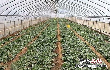 反季节大棚蔬菜种植技术与管理 反季节大棚蔬菜种植技术
