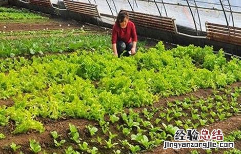 反季节大棚蔬菜种植技术与管理 反季节大棚蔬菜种植技术