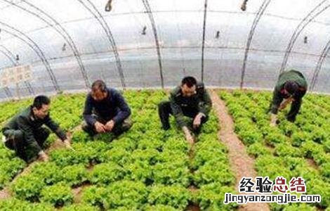 反季节大棚蔬菜种植技术与管理 反季节大棚蔬菜种植技术