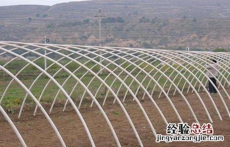反季节大棚蔬菜种植技术与管理 反季节大棚蔬菜种植技术