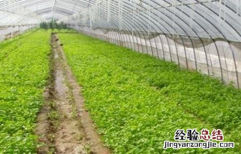 反季节大棚蔬菜种植技术与管理 反季节大棚蔬菜种植技术