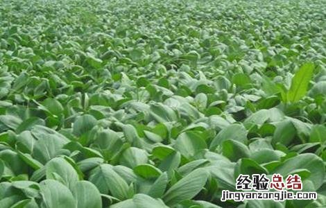 上海青的种植方法 上海青的种植方法视频