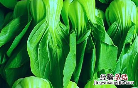 上海青的种植方法 上海青的种植方法视频