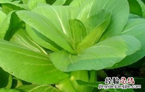 上海青的种植方法 上海青的种植方法视频