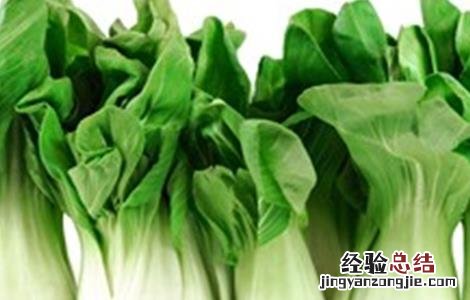 上海青的种植方法 上海青的种植方法视频