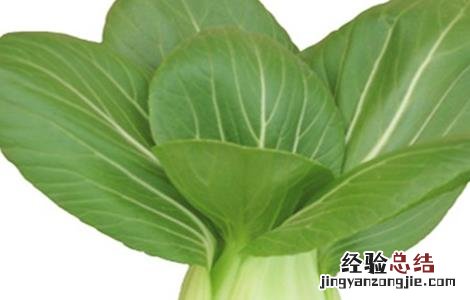 上海青的种植方法 上海青的种植方法视频