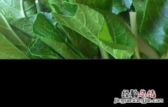 上海青的种植方法 上海青的种植方法视频