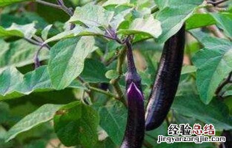 如何防治茄子转色不均 茄子着色不良如何防治