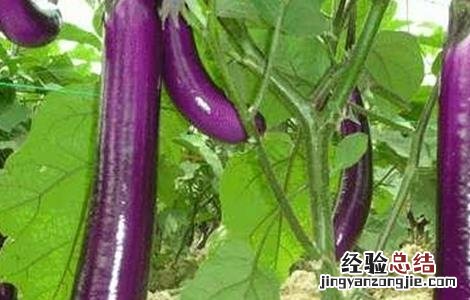 如何防治茄子转色不均 茄子着色不良如何防治