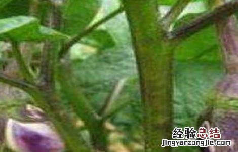 如何防治茄子转色不均 茄子着色不良如何防治