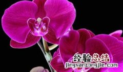 蝴蝶兰夏天怎么浇水 蝴蝶兰夏天怎么浇水呢