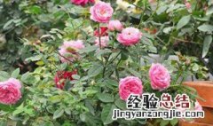 藤本月季用多大的盆 藤本月季用多大的盆好