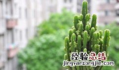 办公室适合养什么植物盆栽 办公室适合养哪些绿植