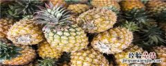 菠萝种植技术和管理方法书 菠萝种植技术和管理方法