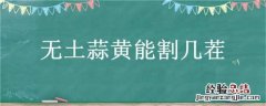 无土蒜黄能割几茬 蒜黄种一次能割几茬