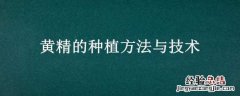黄精的种植方法与技术视频 黄精的种植方法与技术