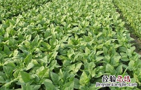 莴笋怎样种植才能高产 莴笋高产的种植方法