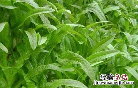 莴笋怎样种植才能高产 莴笋高产的种植方法