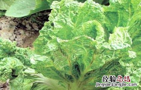 白菜上的蚜虫怎么治不用农药 白菜蚜虫怎么办