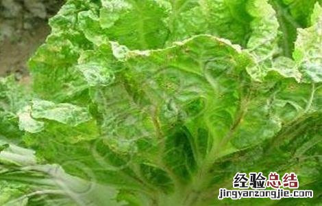 白菜上的蚜虫怎么治不用农药 白菜蚜虫怎么办