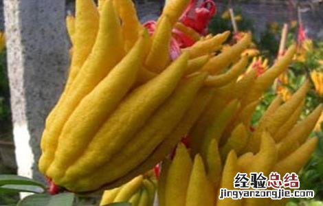 种植佛手需要什么条件 佛手种植需要注意什么