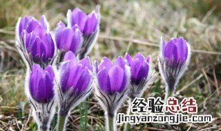 春季北方适合养什么花卉 春季北方适合养什么花
