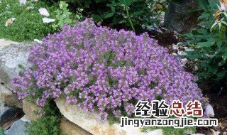 北方适合种什么样的花 北方适合种什么样的花盆