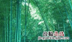 竹子适合南方还是北方 竹子一般在南方还是北方