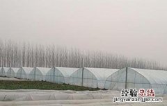 蔬菜大棚建设注意事项 蔬菜大棚建设注意事项和细节