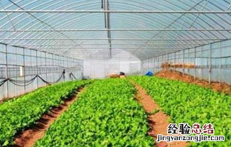 蔬菜大棚建设注意事项 蔬菜大棚建设注意事项和细节