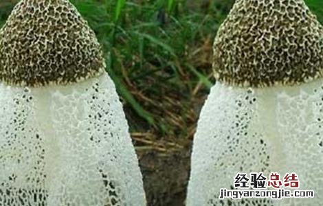 竹荪的种植方法 竹荪的几种种植方式