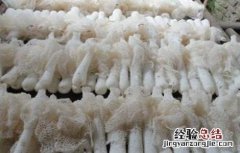 竹荪的种植方法 竹荪的几种种植方式