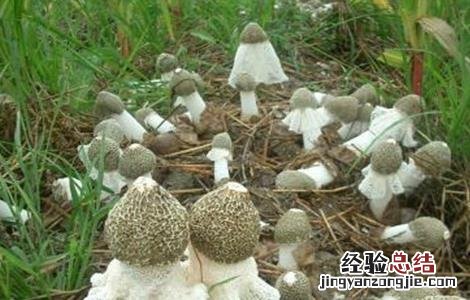 竹荪的种植方法 竹荪的几种种植方式