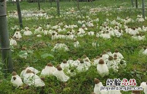 竹荪的种植方法 竹荪的几种种植方式