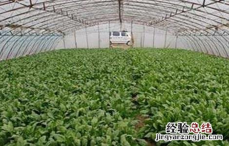 秋菠菜种植技术要点百度 秋菠菜的种植技术