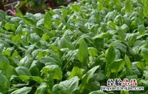秋菠菜种植技术要点百度 秋菠菜的种植技术