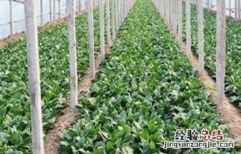 秋菠菜种植技术要点百度 秋菠菜的种植技术