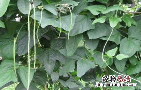 豇豆伏歇原因及防止措施