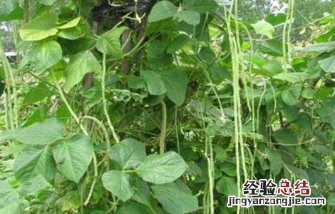 豇豆伏歇原因及防止措施